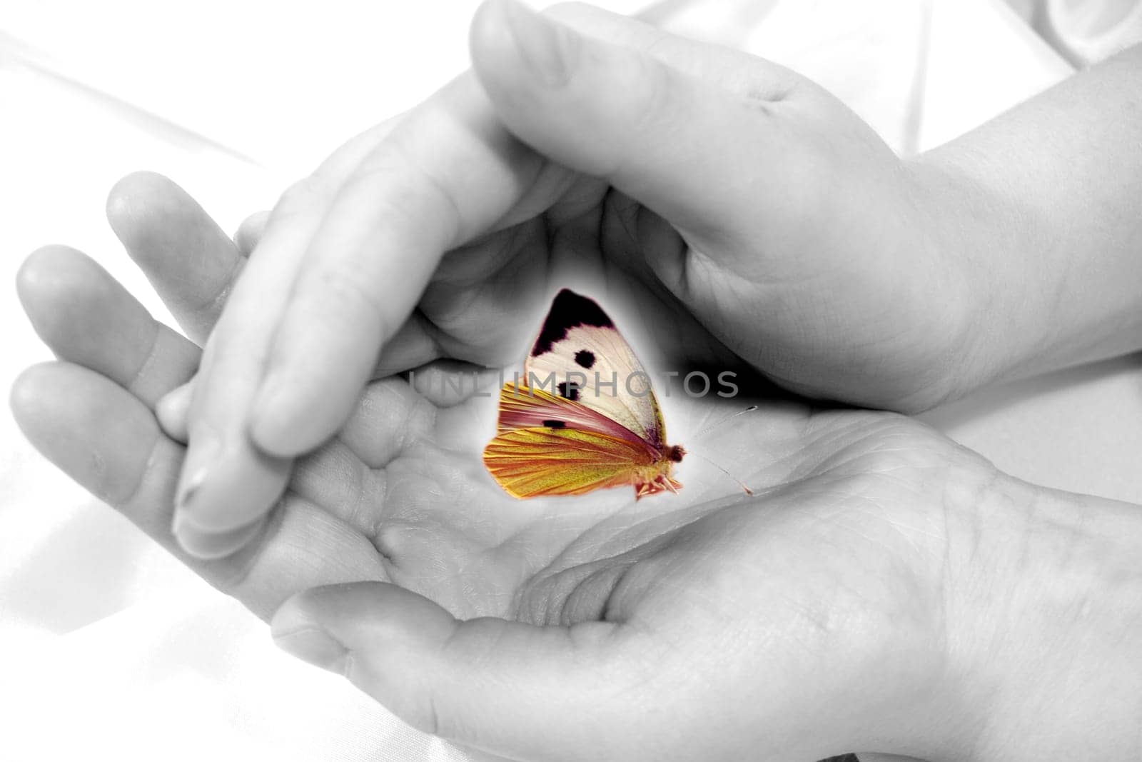 Protects the butterfly