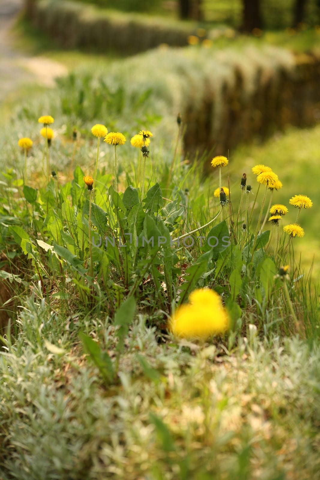 Old quarry stone wall overgrown with dandelions