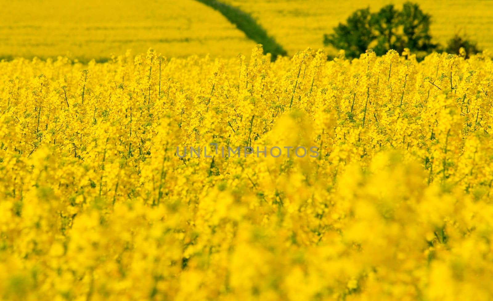 Golden splendour