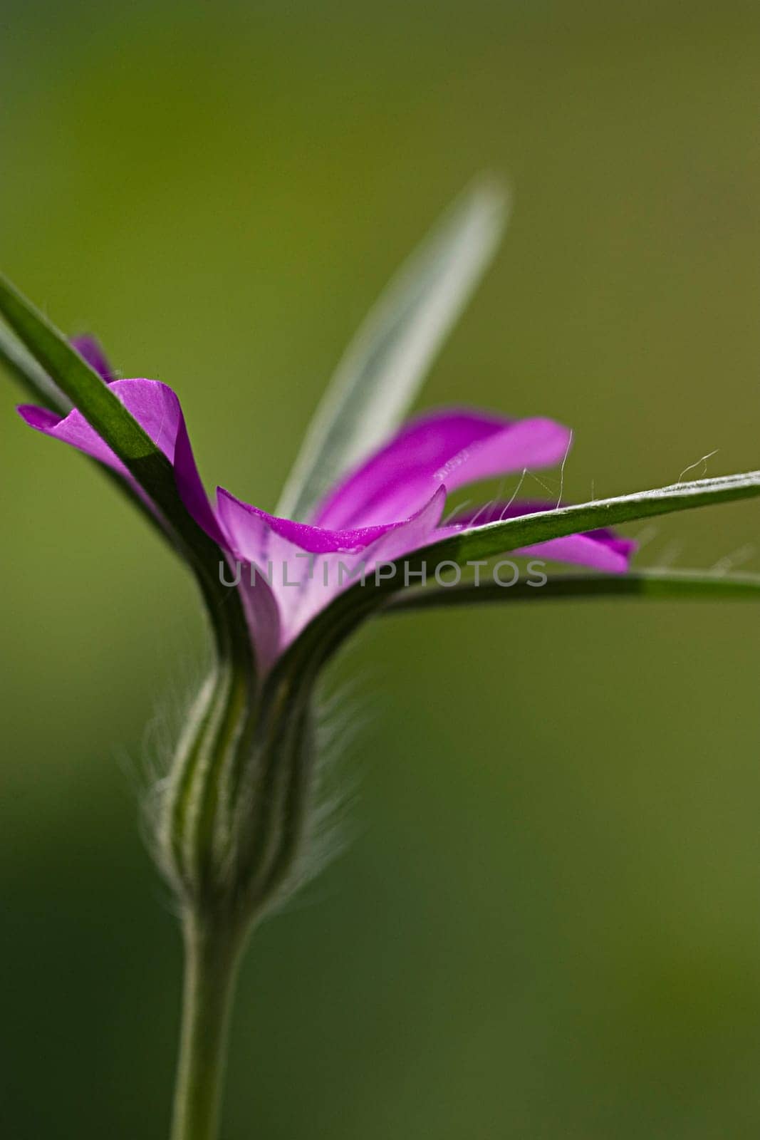 Flower of the Year 2003 - The corn wheel belongs to the so-called field flora and was a common plant in winter cereals until the 60s,along with many other wild herbs. As a result of modern farming methods within agriculture (especially