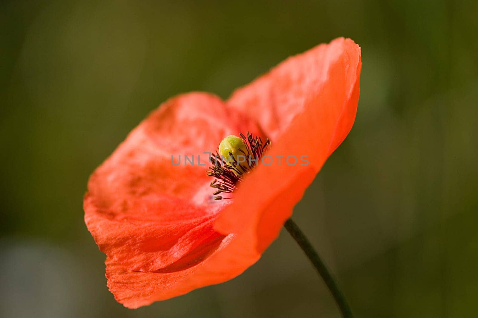 Poppy Blossom 5