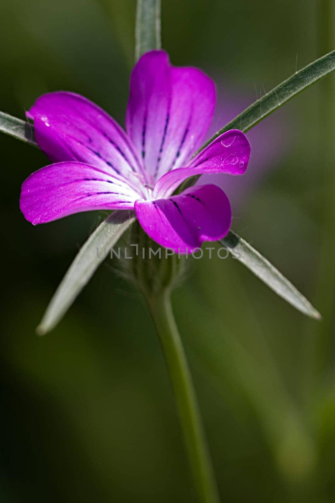 Flower of the Year 2003 - The corn wheel belongs to the so-called field flora and was a common plant in winter cereals until the 60s,along with many other wild herbs. As a result of modern farming methods within agriculture (especially