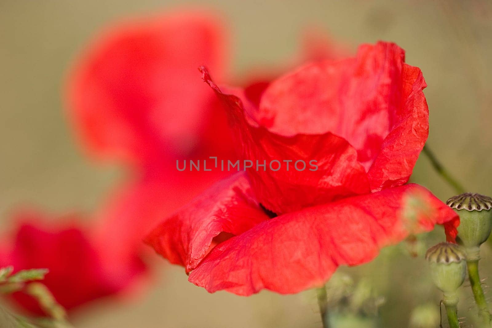 Poppy Blossom 6