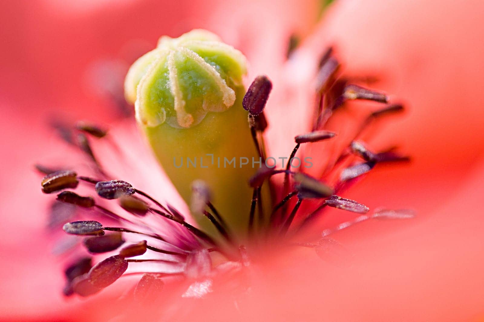 Poppy Blossom 3
