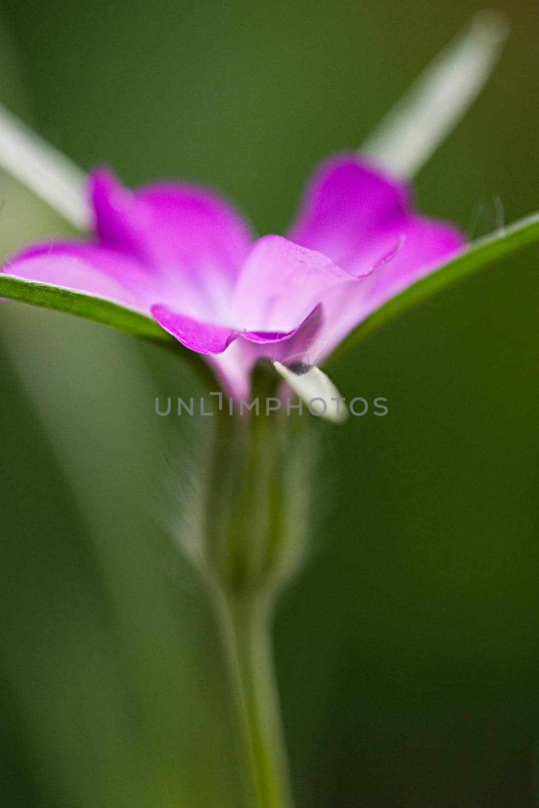 Flower of the Year 2003 - The corn wheel belongs to the so-called field flora and was a common plant in winter cereals until the 60s,along with many other wild herbs. As a result of modern farming methods within agriculture (especially