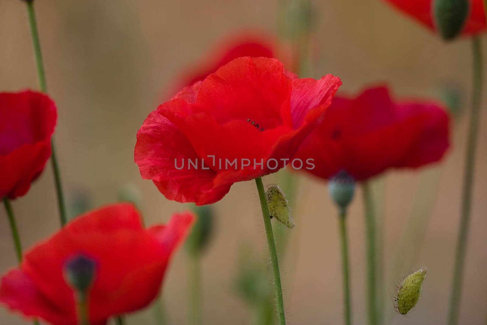 Poppy blossoms