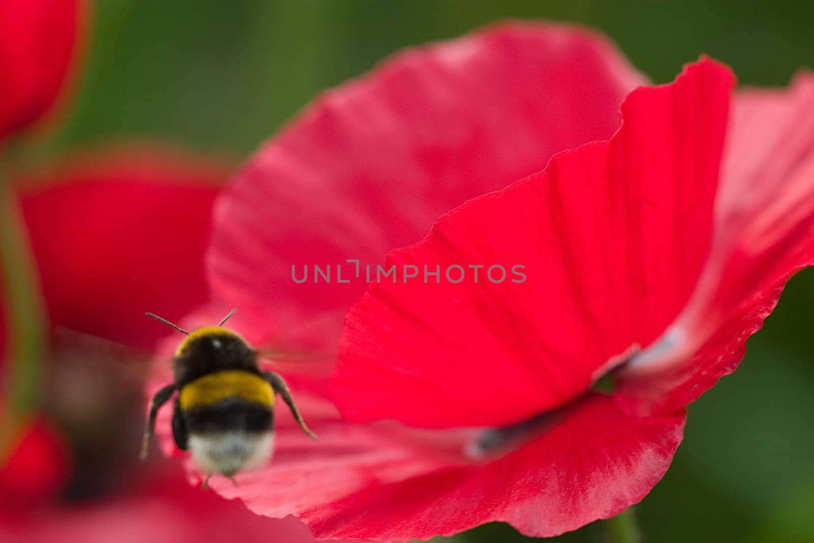 Poppy blossom with bumblebee approaching
