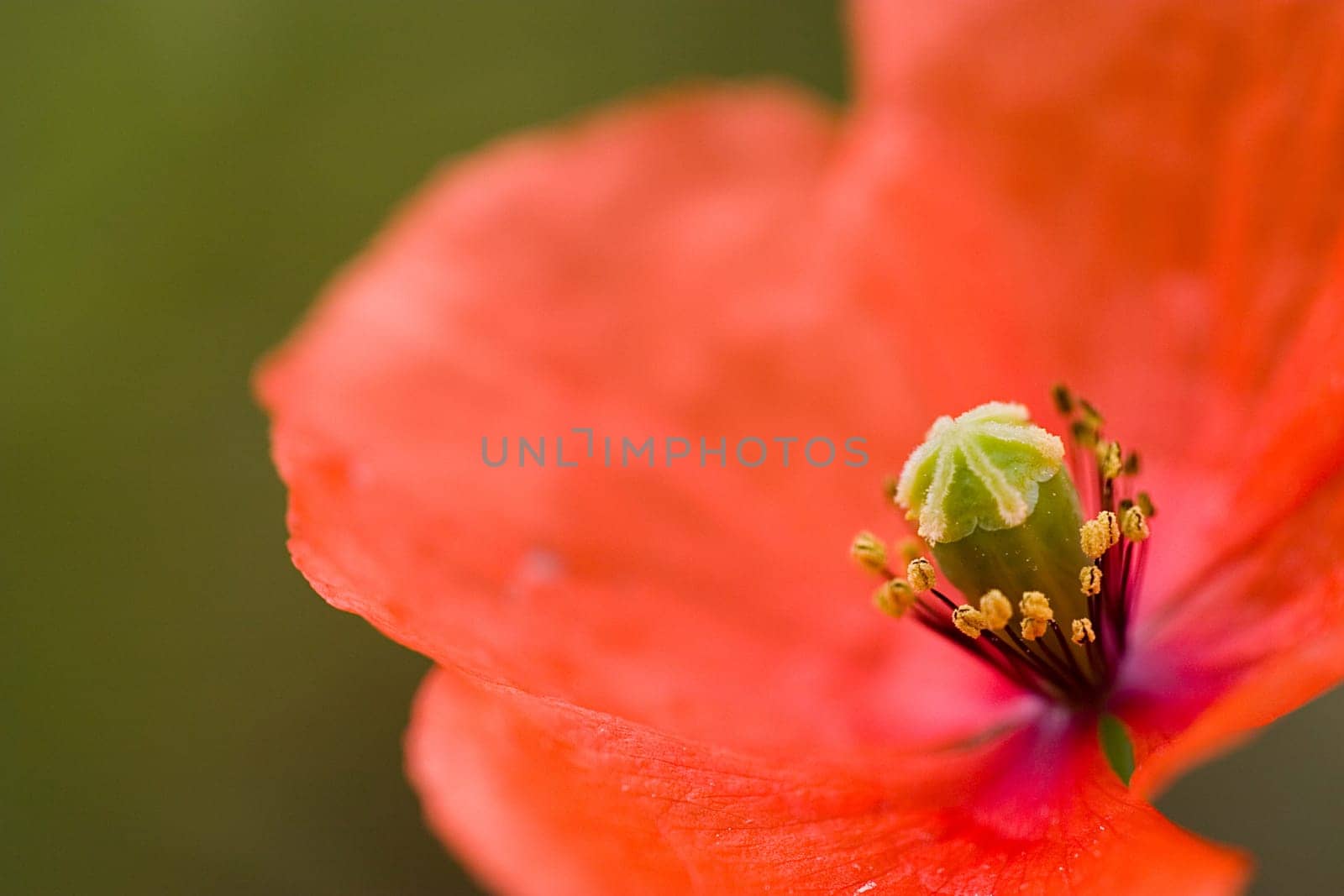 Poppy Blossom 1