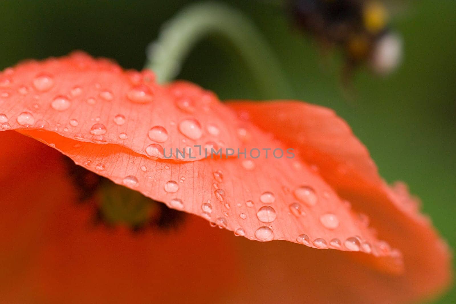 Poppy blossom with drops of water