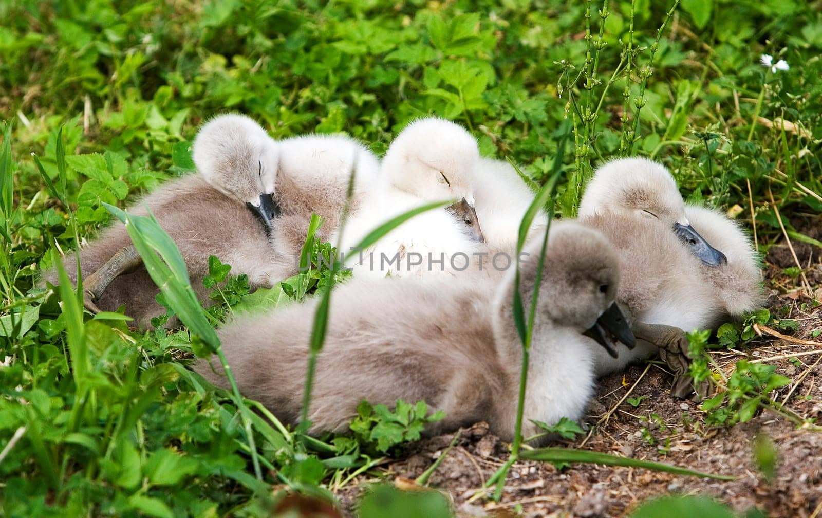 In the care of their two parents,who were constantly on guard that no one approached their offspring,the four swan babies were able to take their naps. We also kept a good distance - no problem thanks to telephoto.