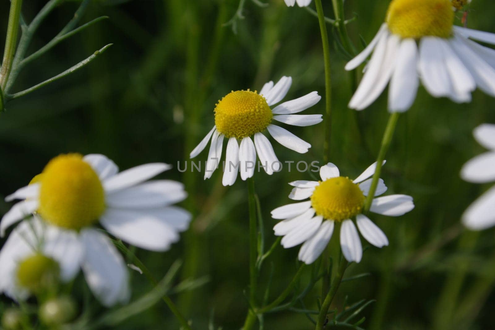 Chamomile in the grass