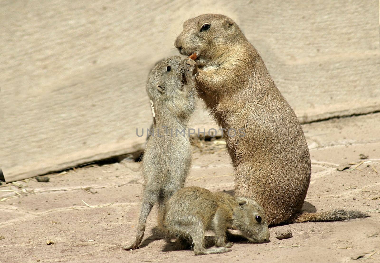 Prairie dog family