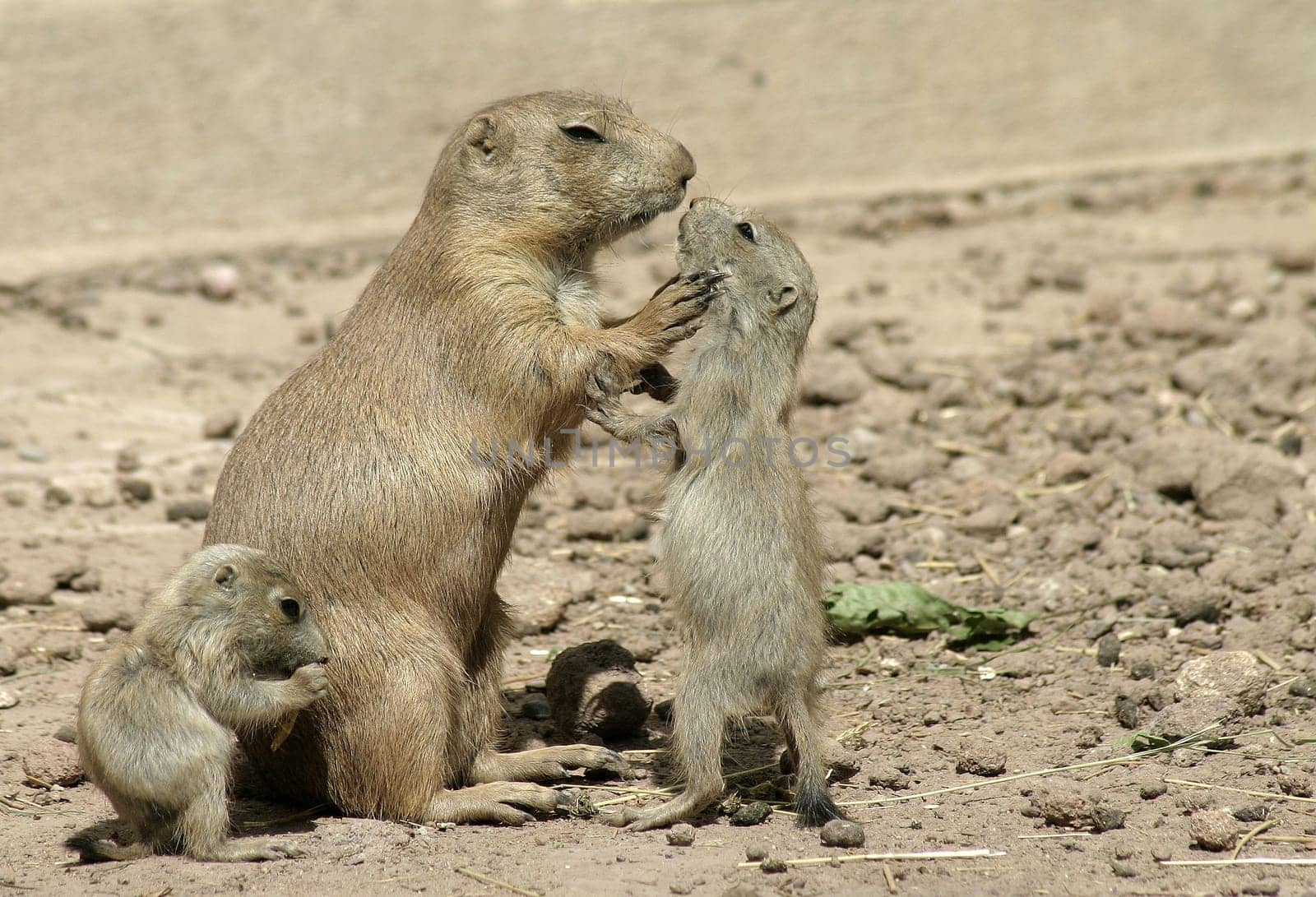 Child! Look at me when I talk to you !!!