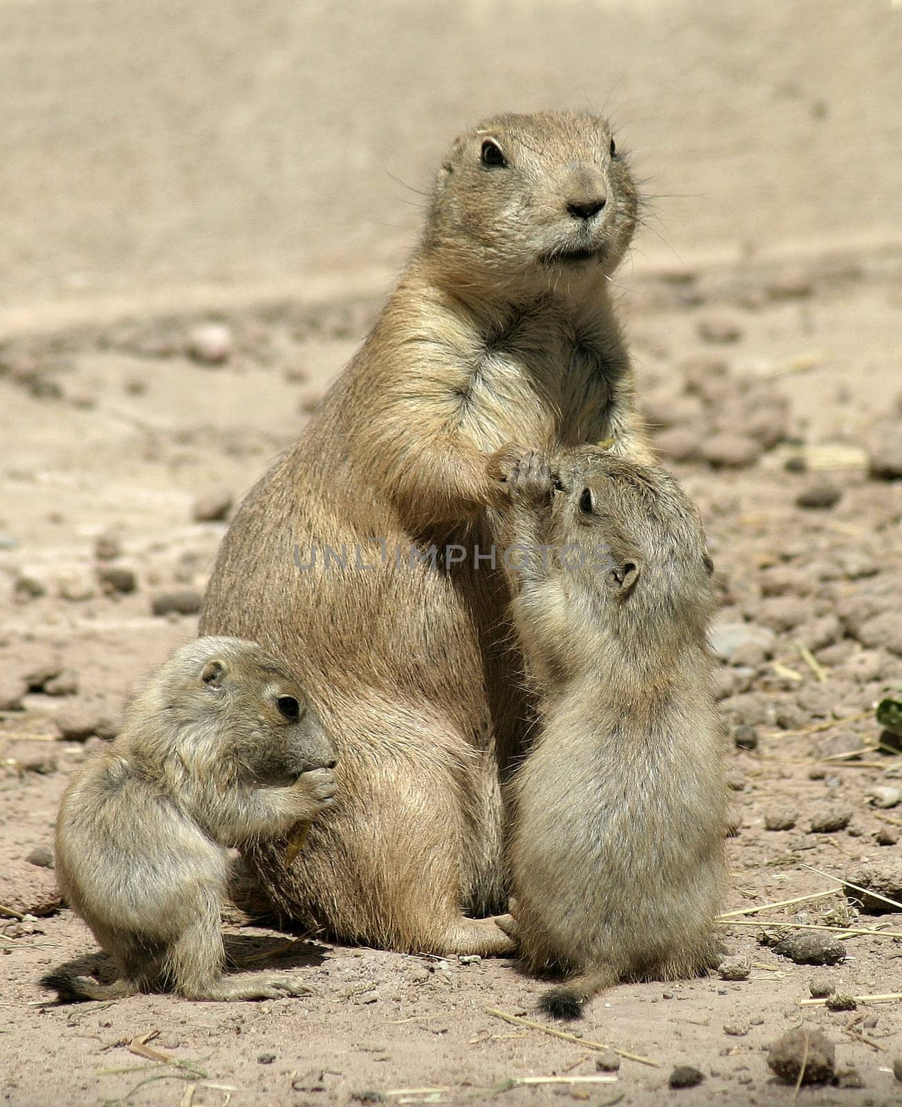 Prairie dog family