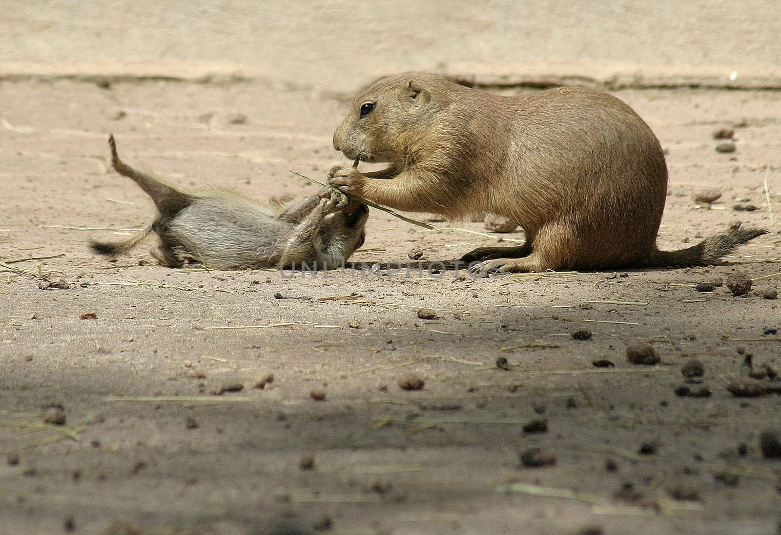 Prairie dog offspring