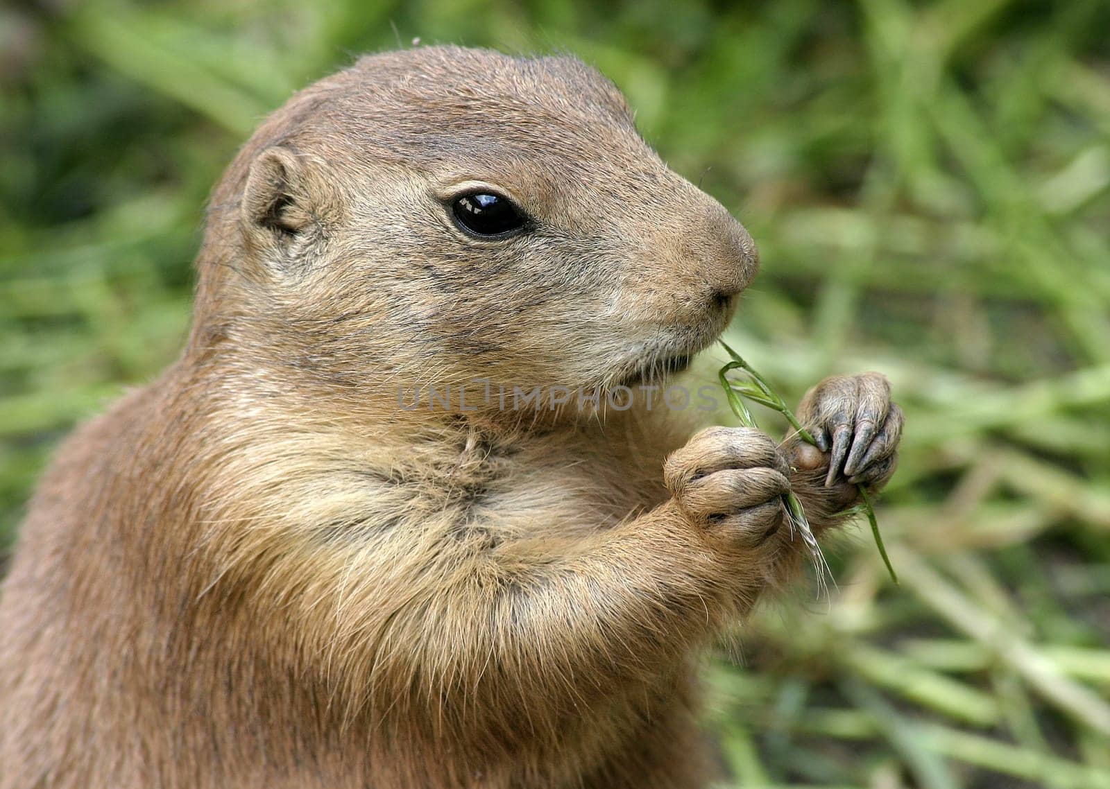Prairie Dog Portrait