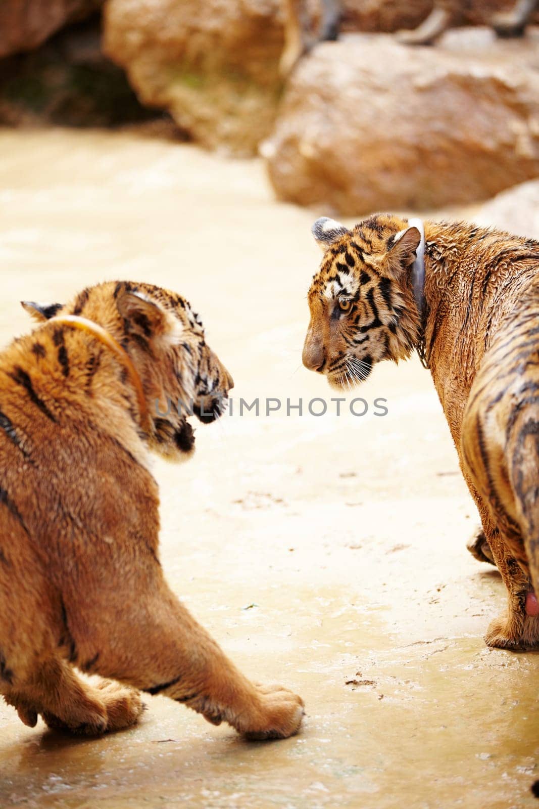 Nature, animals and tiger fight in zoo with playful cubs in mud with fun, endangered wildlife and water. Big cats playing together, park or river in Thailand for safari, outdoor action and power