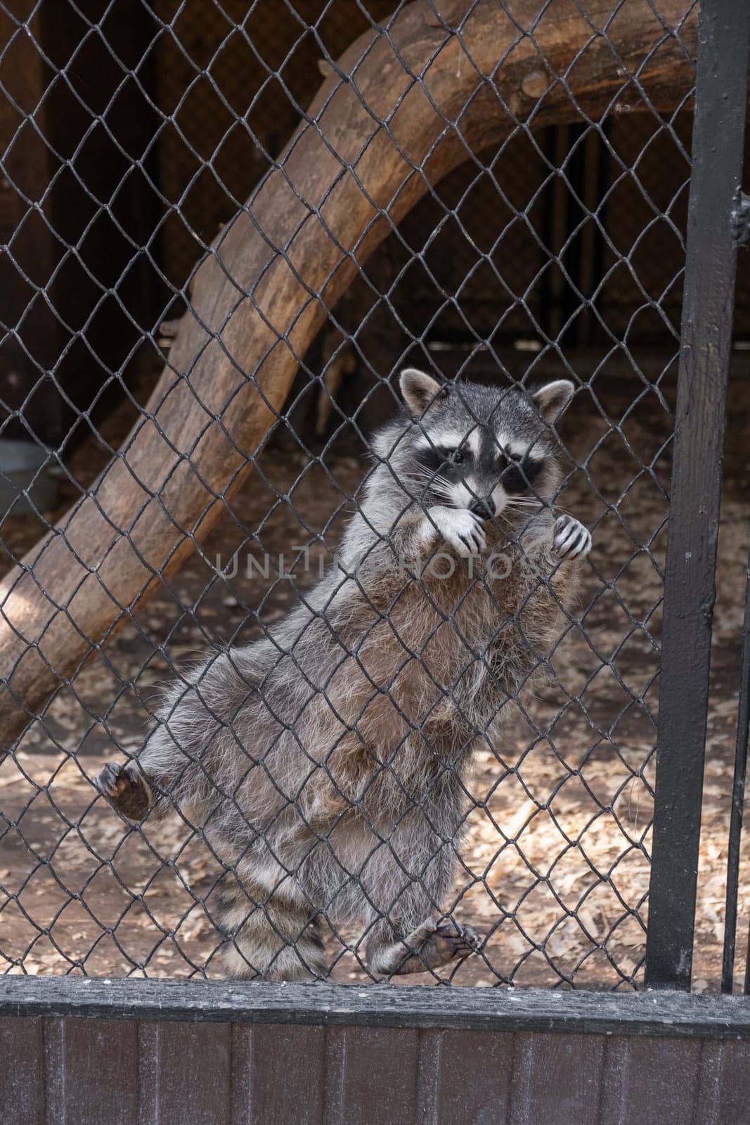 A funny raccoon climbs around a cage in a zoo, attracting people by AnatoliiFoto