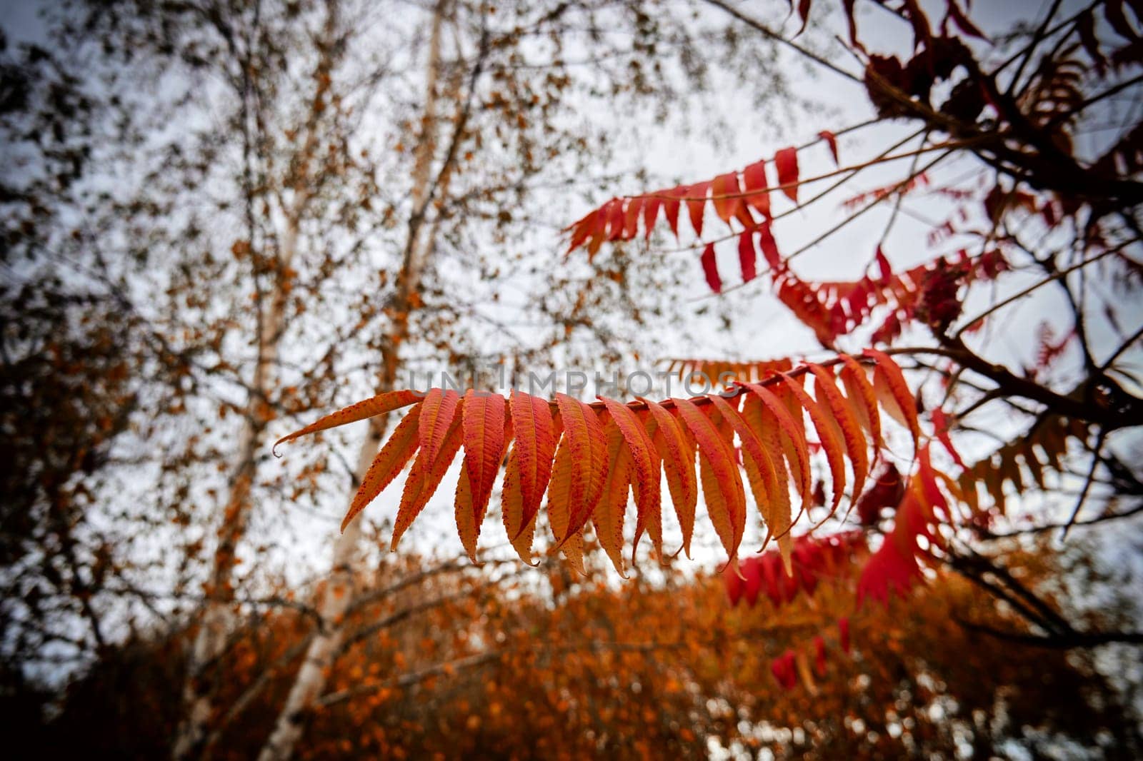 Autumn leaves on tree branches close-up. Season of beautiful fall leaves