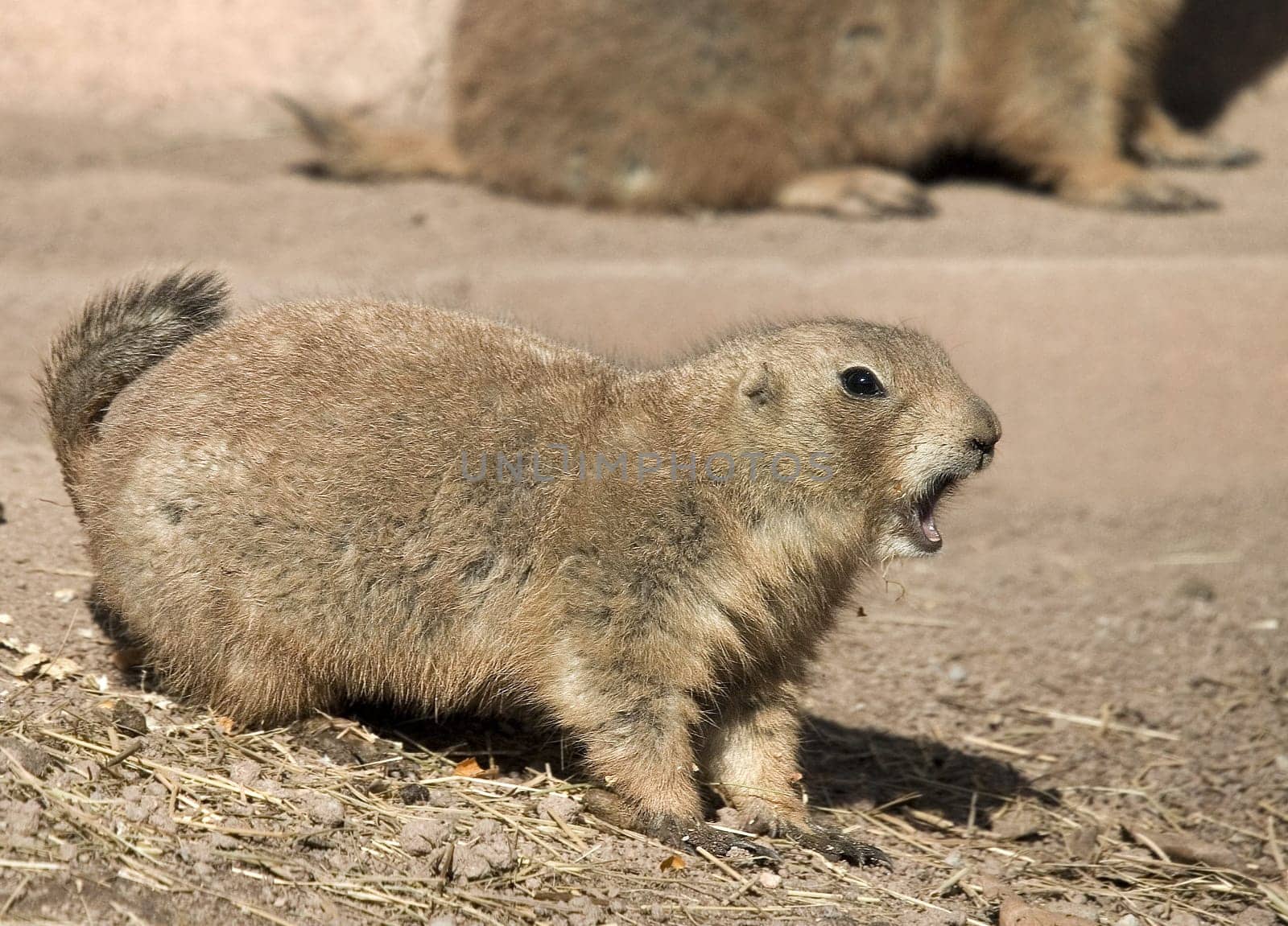 Black-tailed Prairie Dog