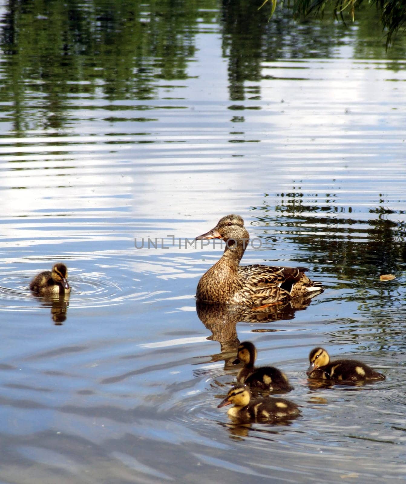 Duck Brood II