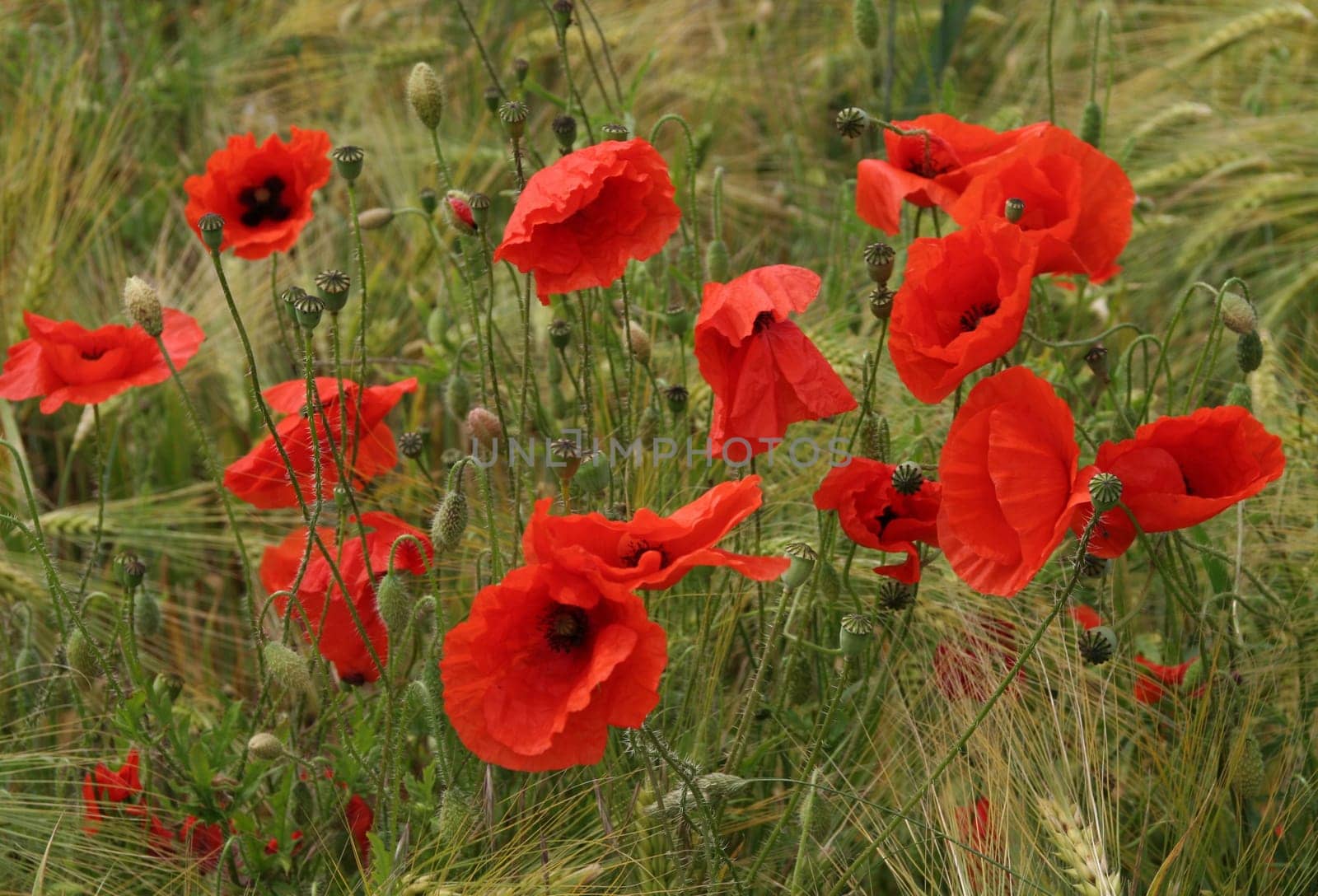 ... I think this year poppy is less common than last year... I still found some...:-) Lg Bea