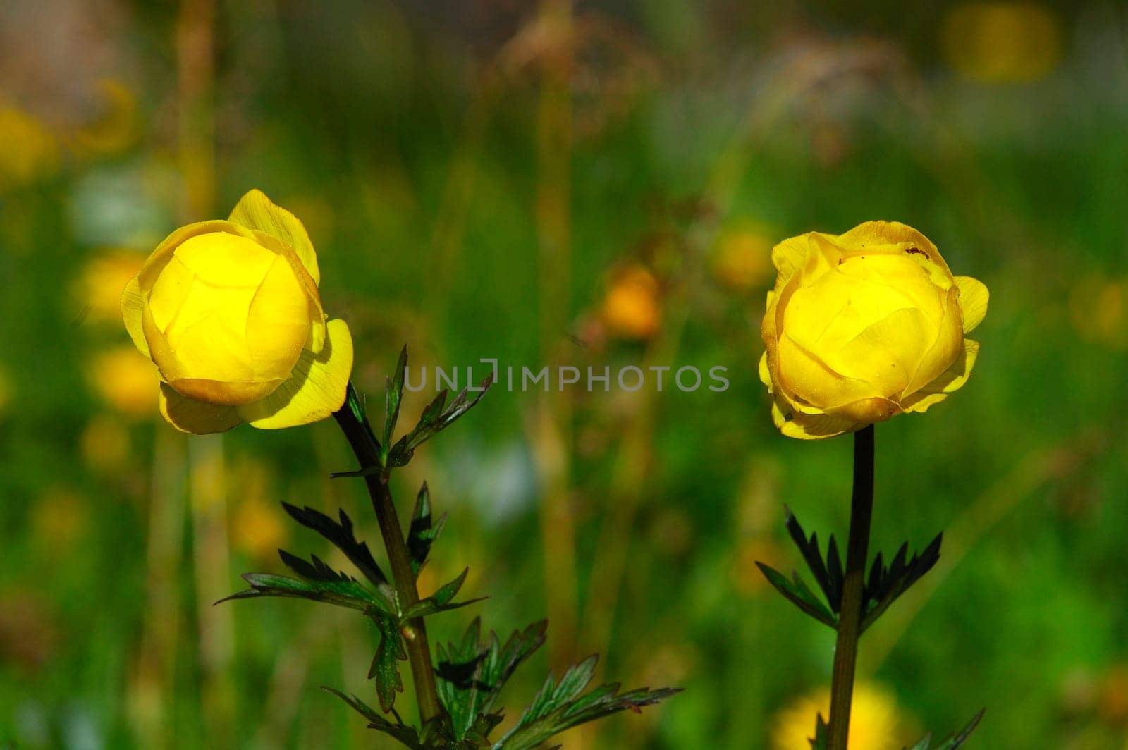 European troll flower Trollius europaeus Switzerland
