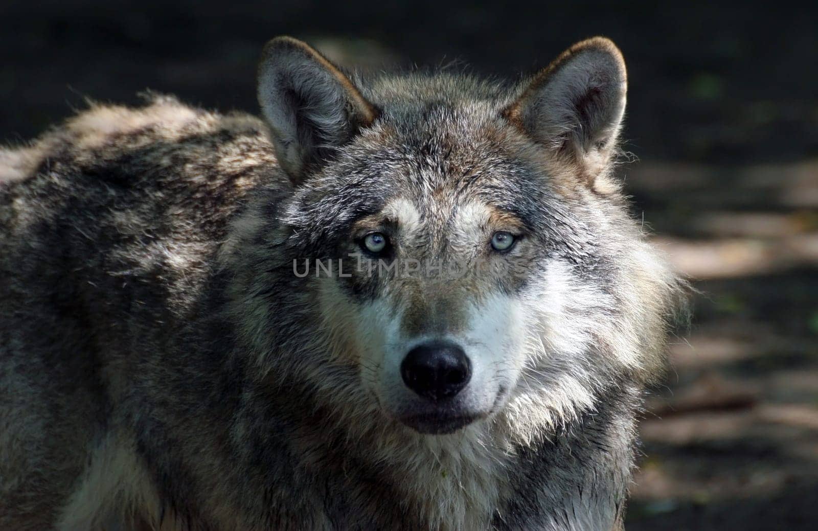 Lonesome Wolf