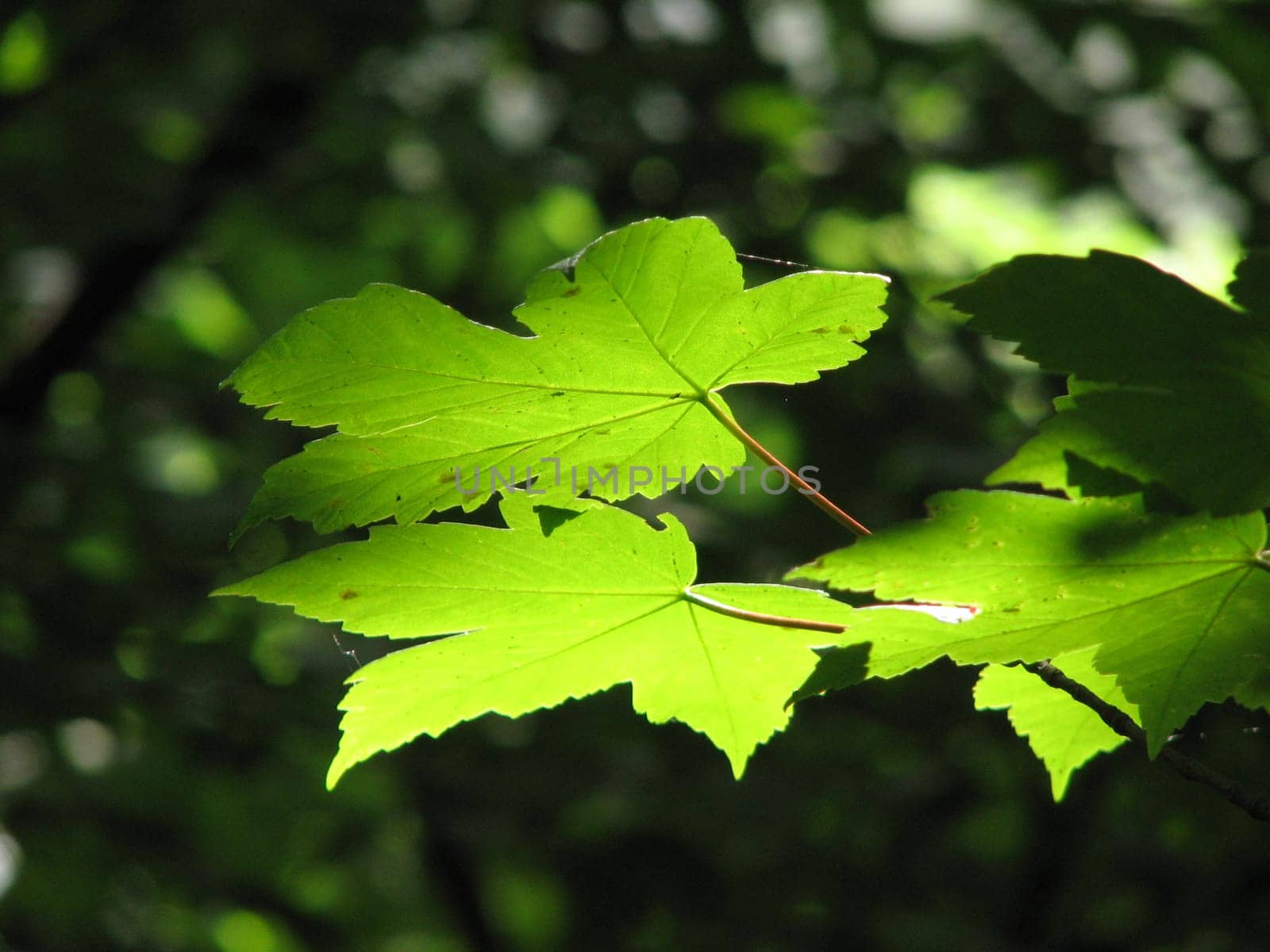Bright maple leaves