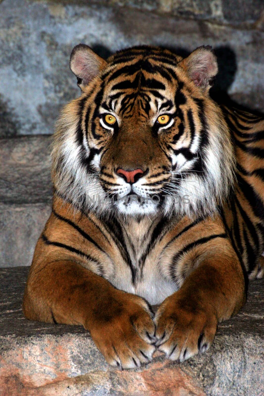 The Tiger