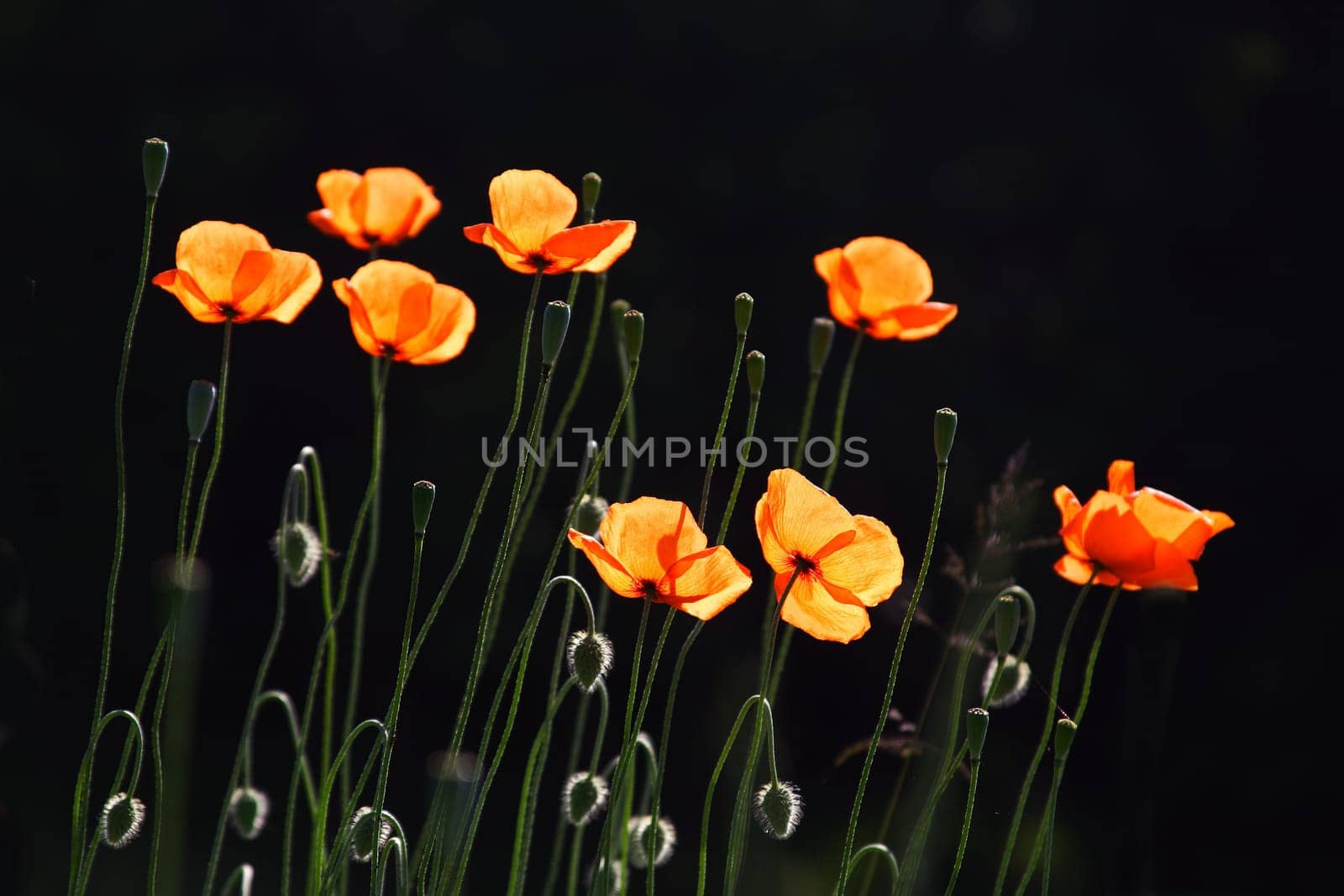 backlit