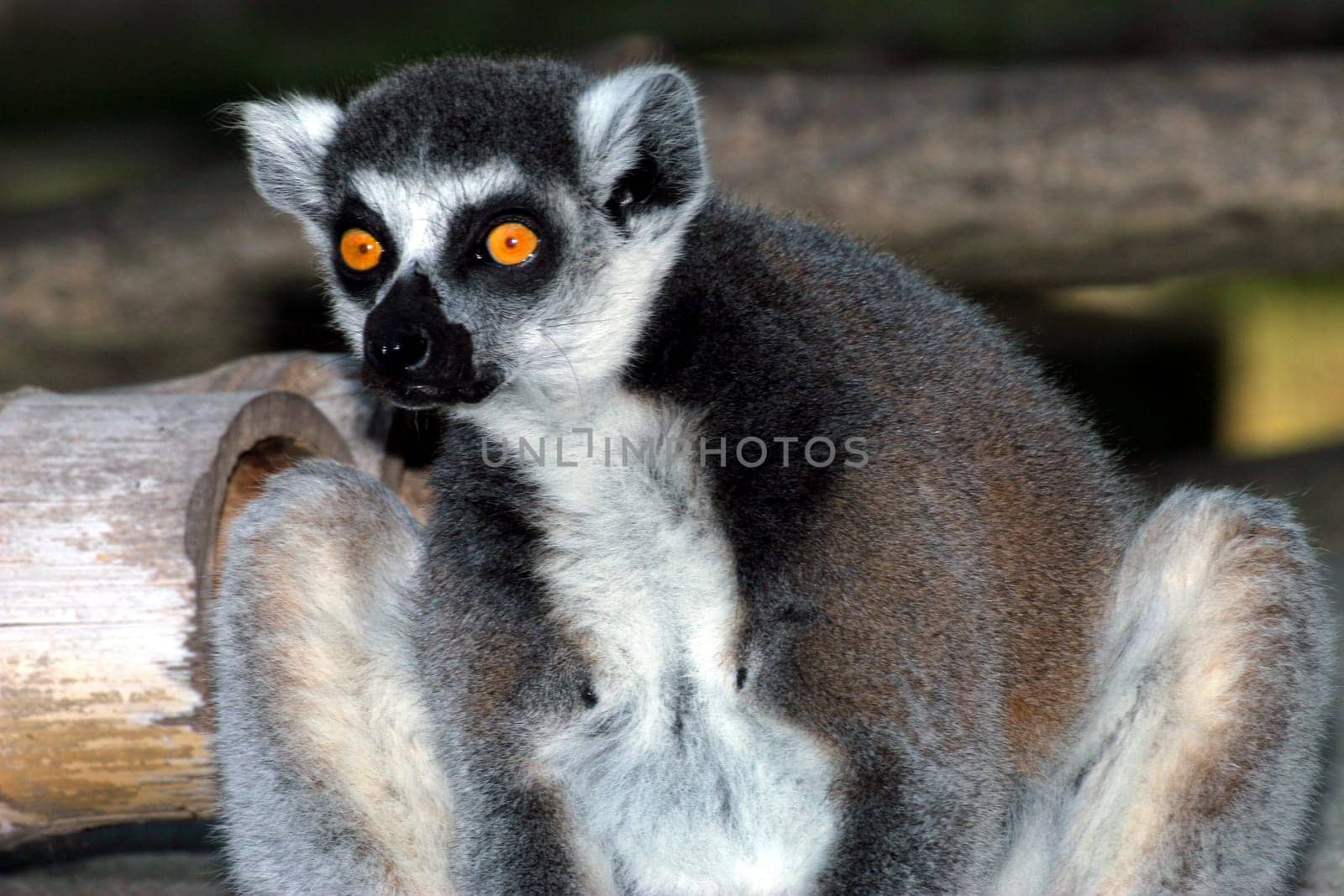Madagascar