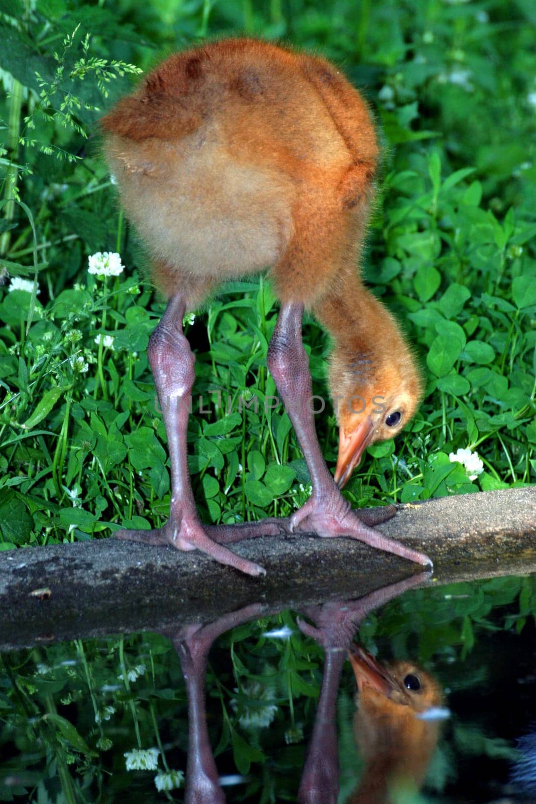 Little chick