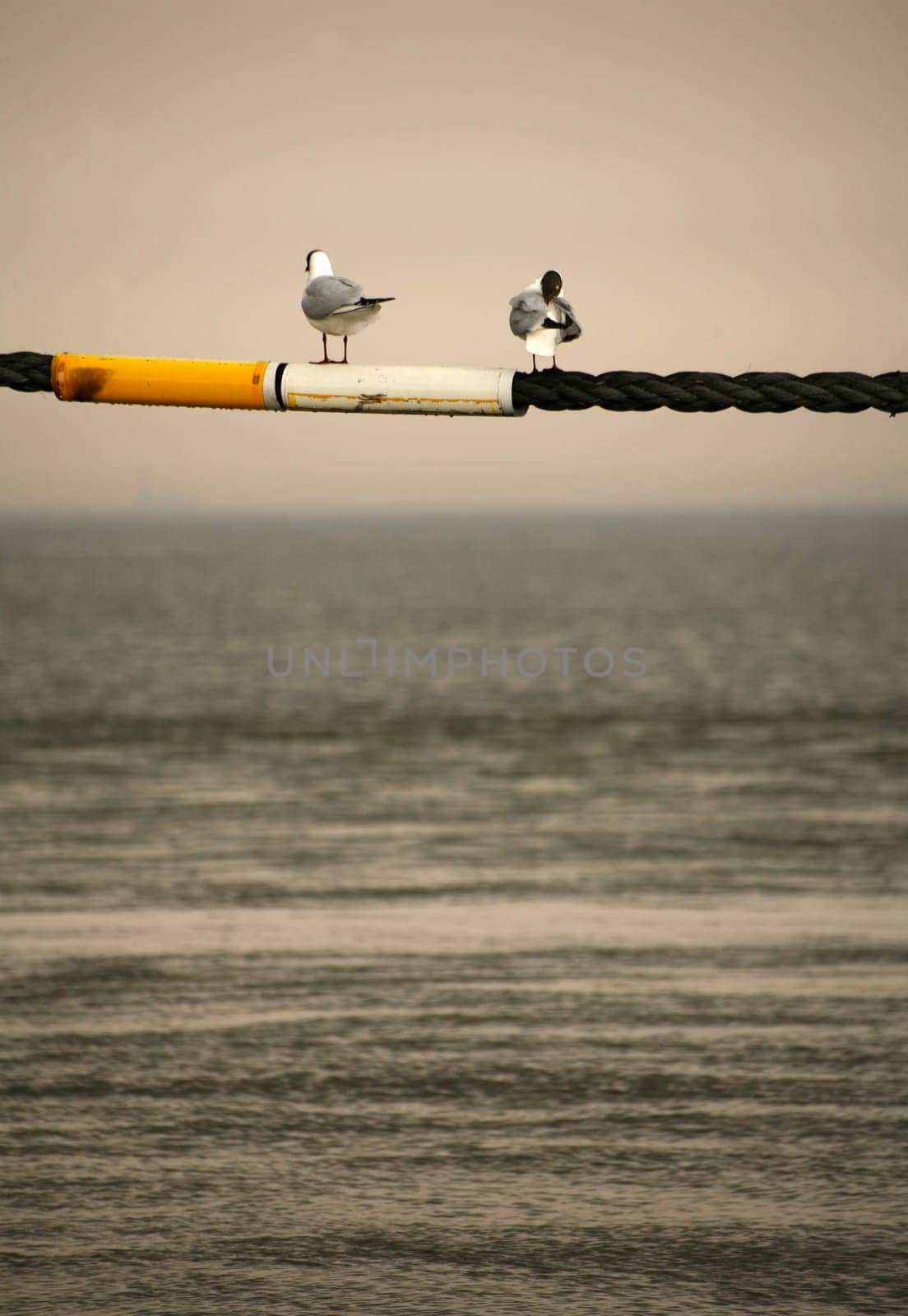Two black-headed gulls on a rope over the North Sea