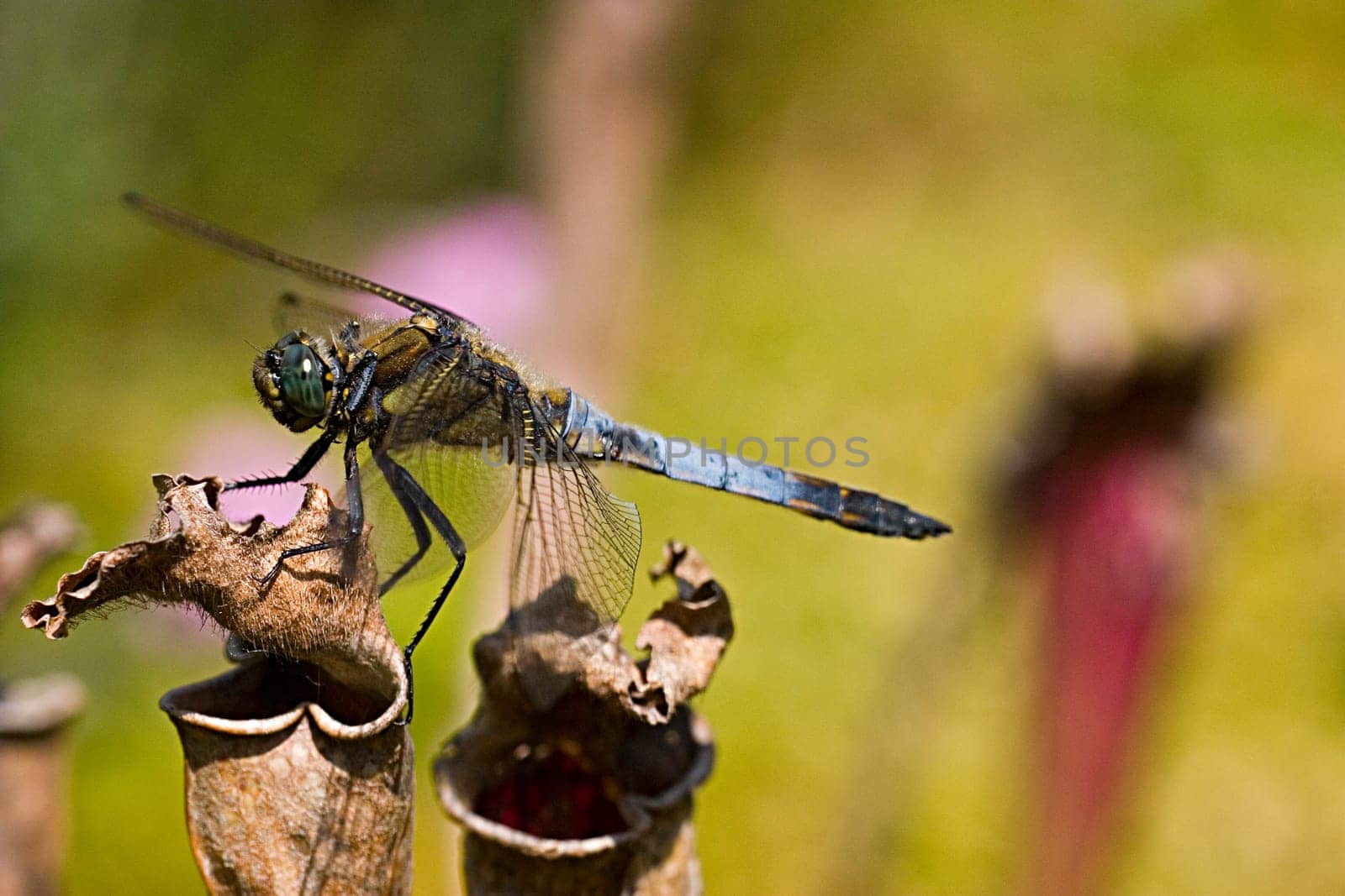 I'm not quite sure if that's a big blue arrow or a spike spot. The latter is supported by its behavior,which is very similar to that of four-spotted dragonflies. In addition,the body is slightly hairy. Lt. Kosmos dragonfly guide is the Pfl