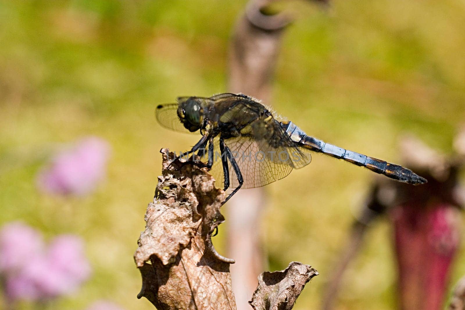 I'm not quite sure if that's a big blue arrow or a spike spot. The latter is supported by its behavior,which is very similar to that of four-spotted dragonflies. In addition,the body is slightly hairy. Lt. Kosmos dragonfly guide is the Pfl