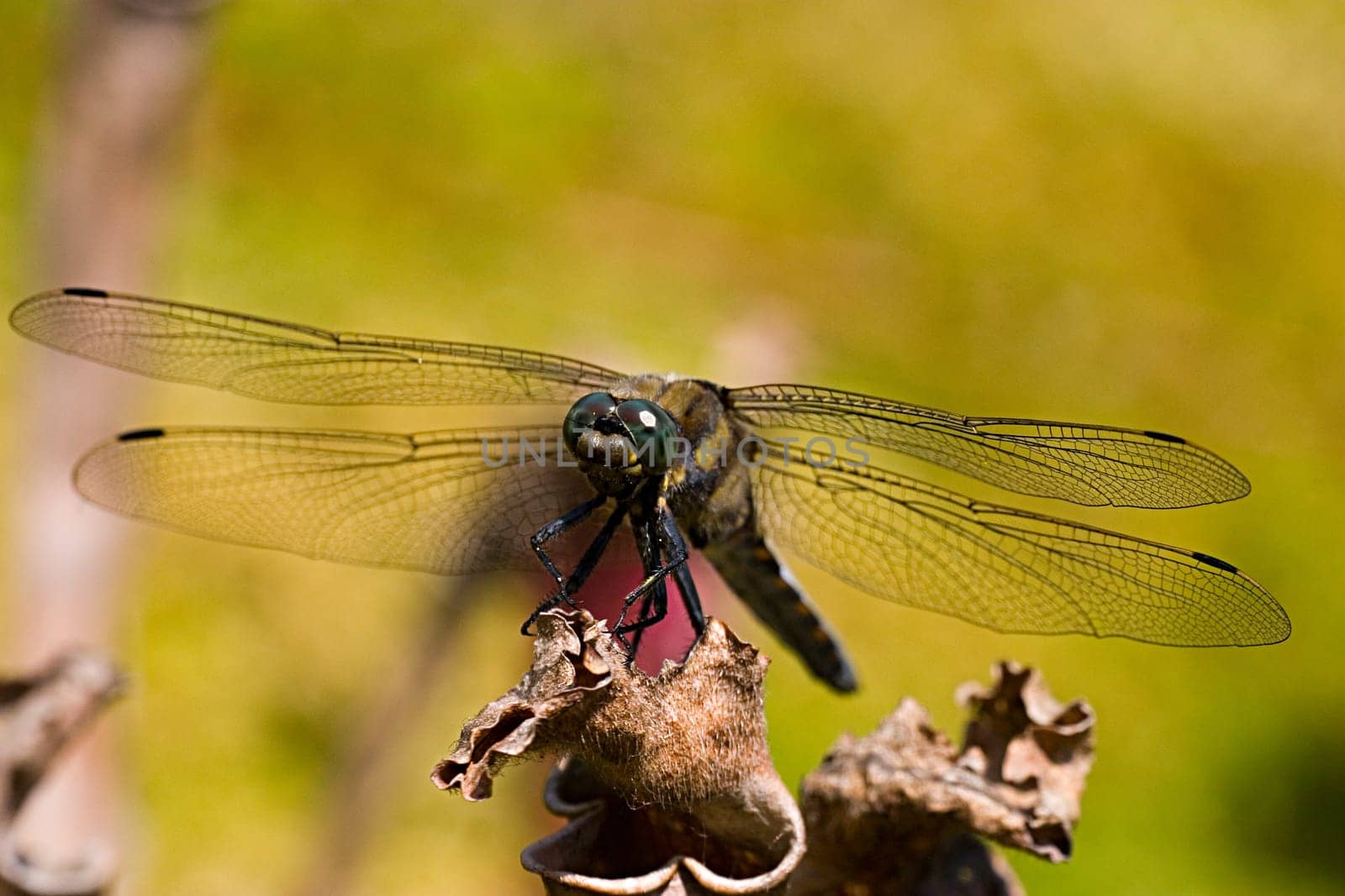 I'm not quite sure if that's a big blue arrow or a spike spot. The latter is supported by its behavior,which is very similar to that of four-spotted dragonflies. In addition,the body is slightly hairy. Lt. Kosmos dragonfly guide is the Pfl