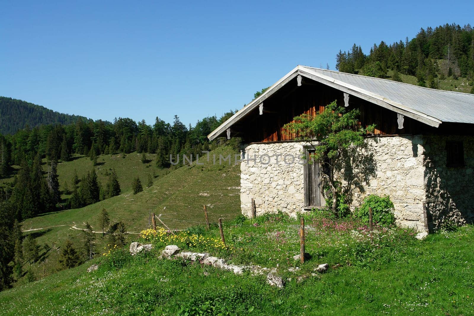 On the alpine pasture