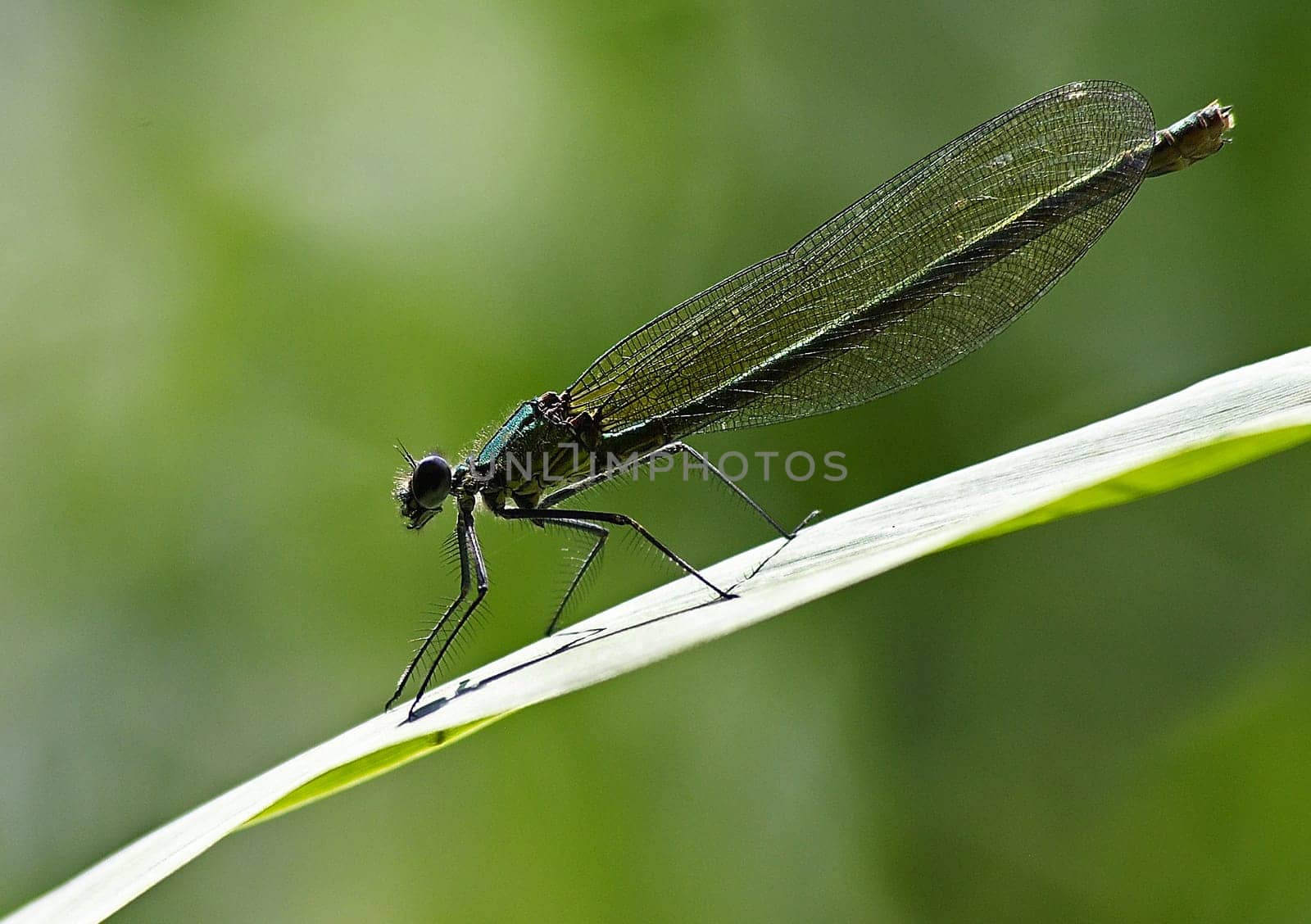 Banded demoiselle