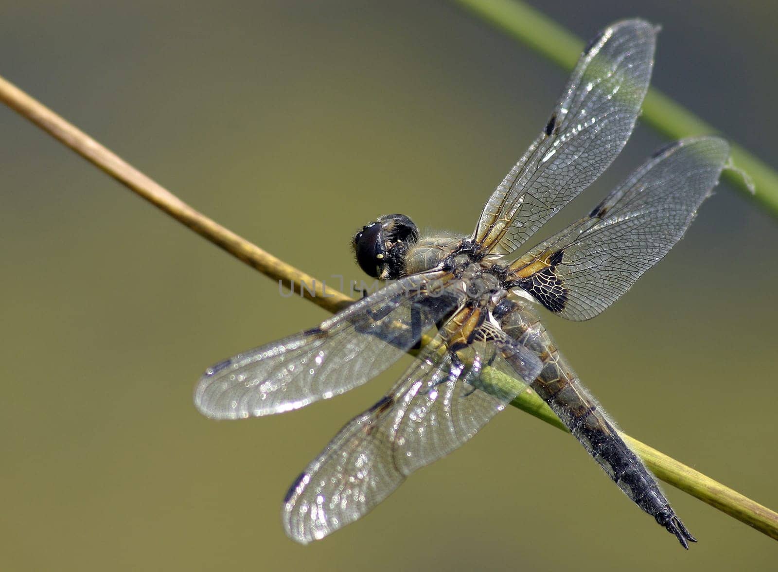 Libellula quadrimaculata