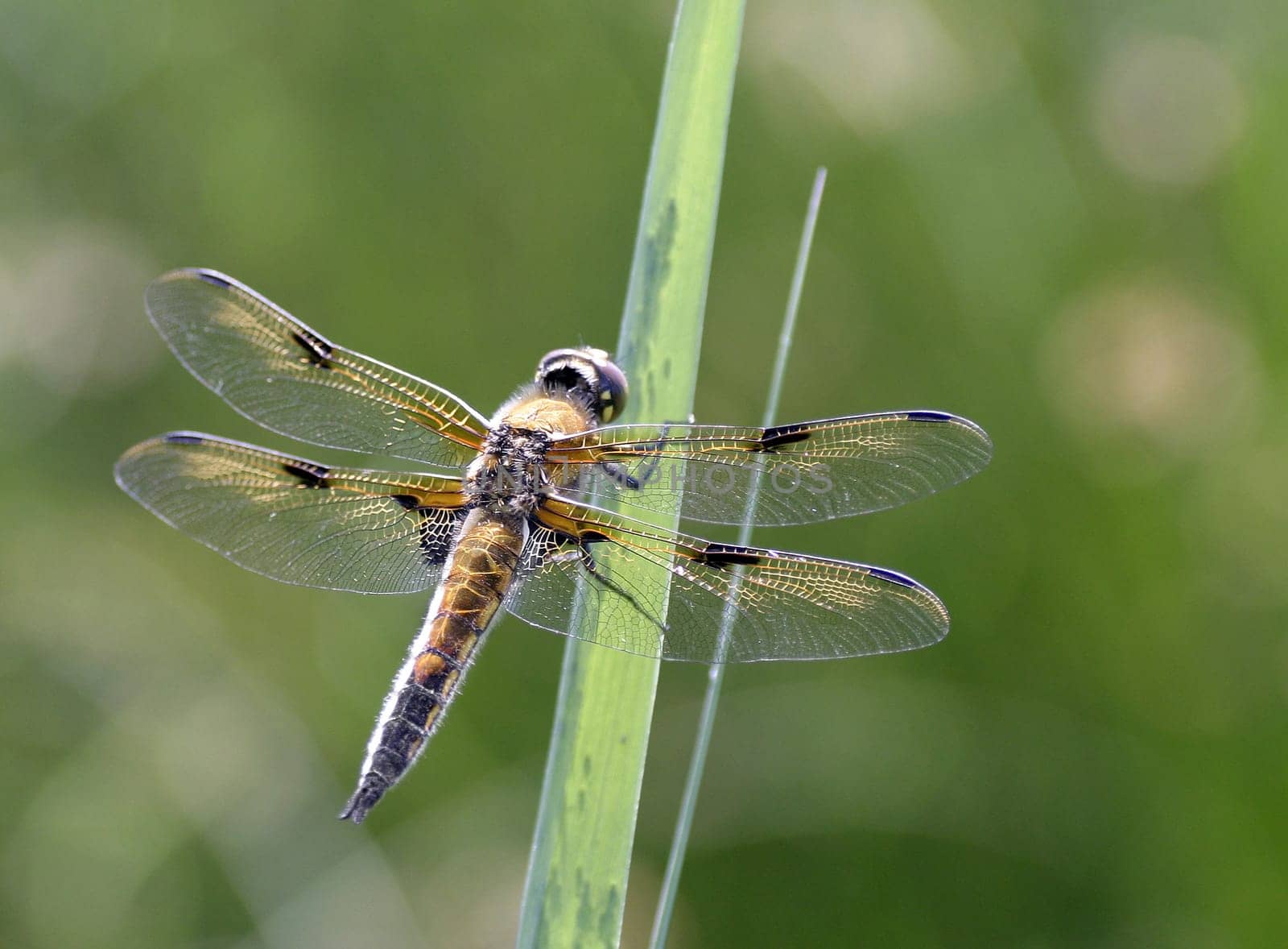 Libellula quadrimcatulata