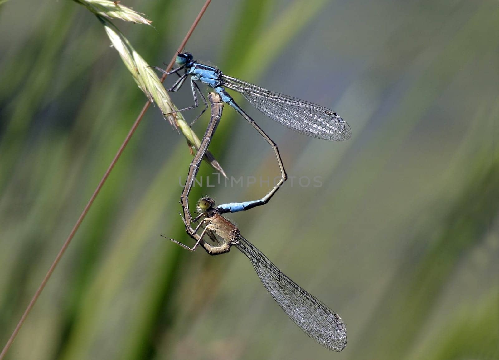 Ischnura elegans