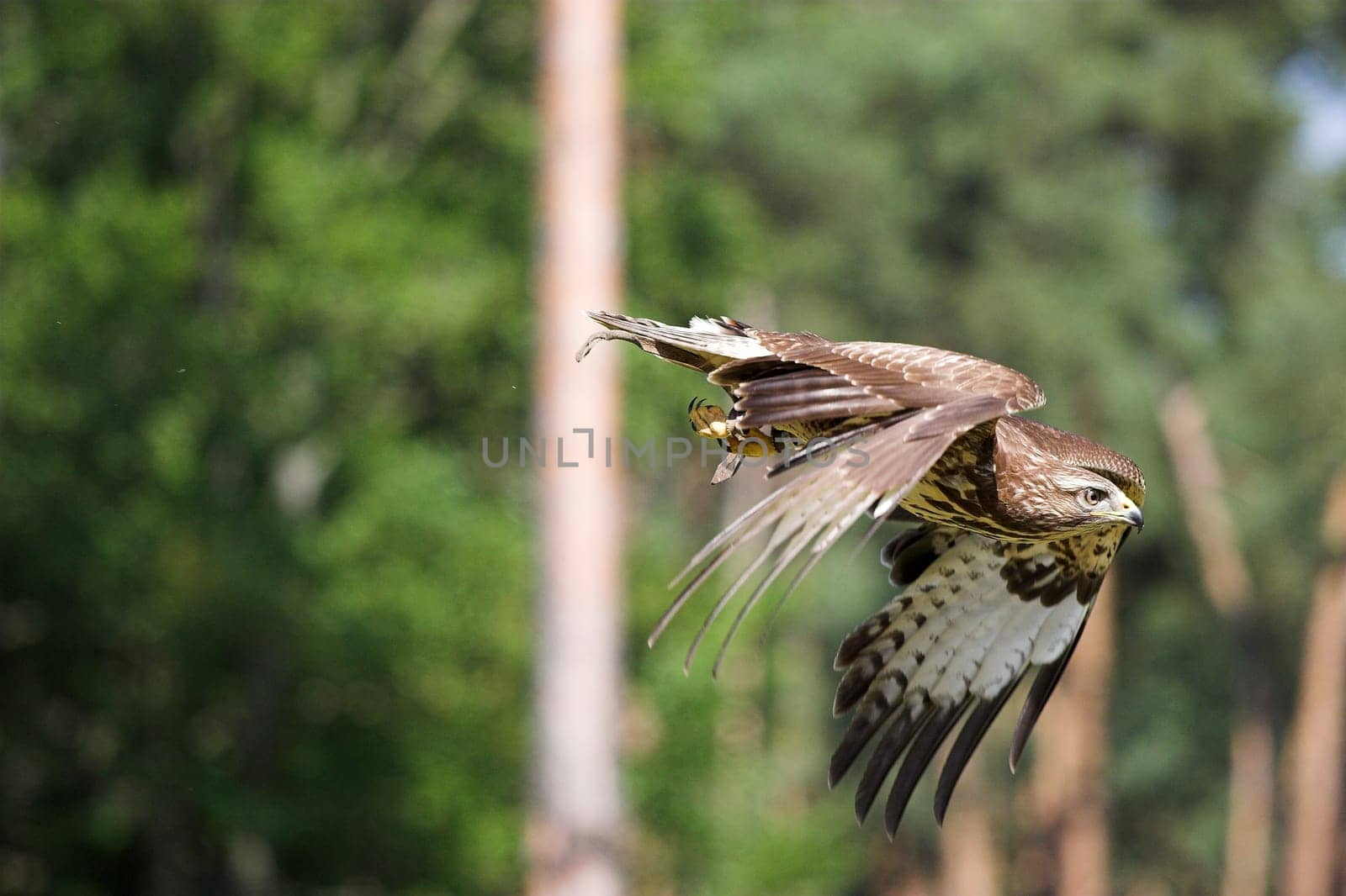 Common buzzard from the Hanau falconry