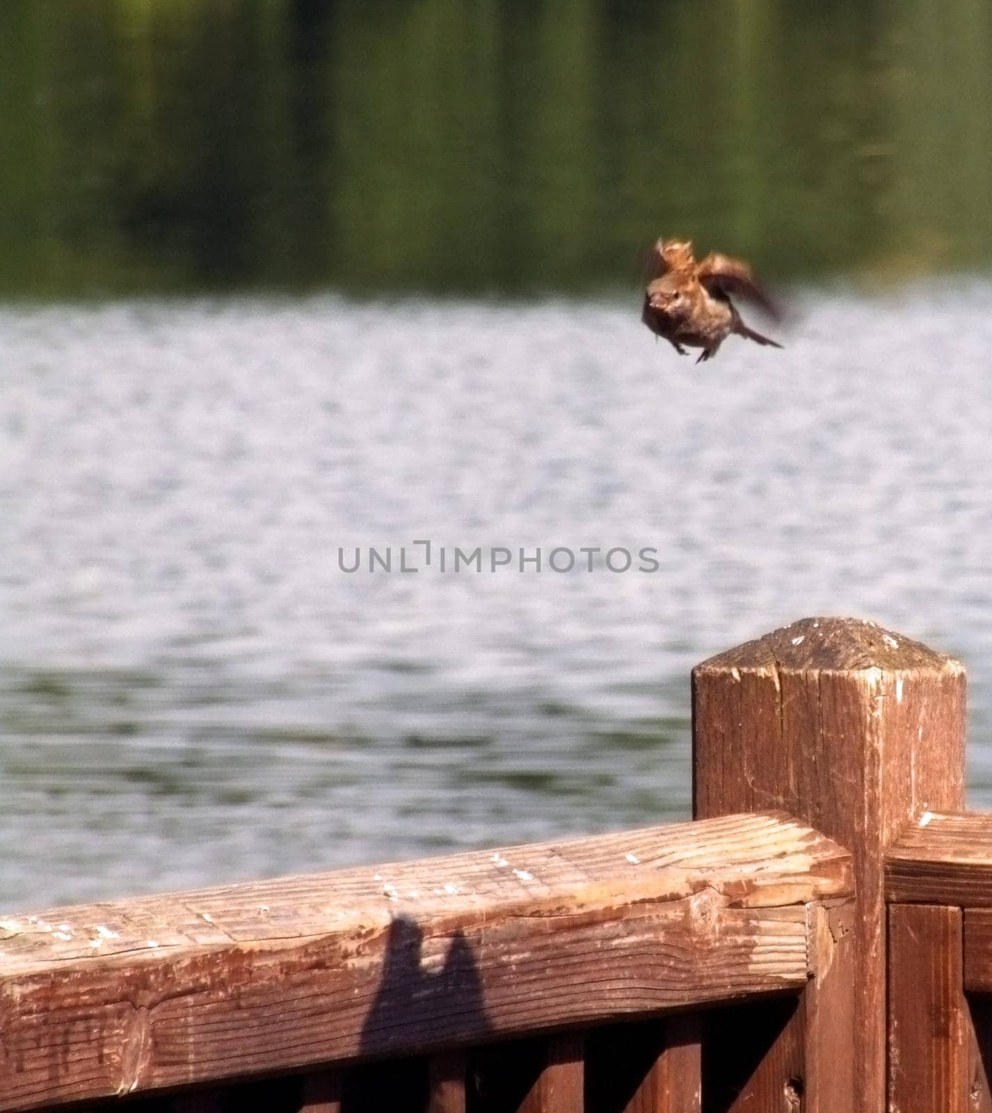 Sparrow departure
