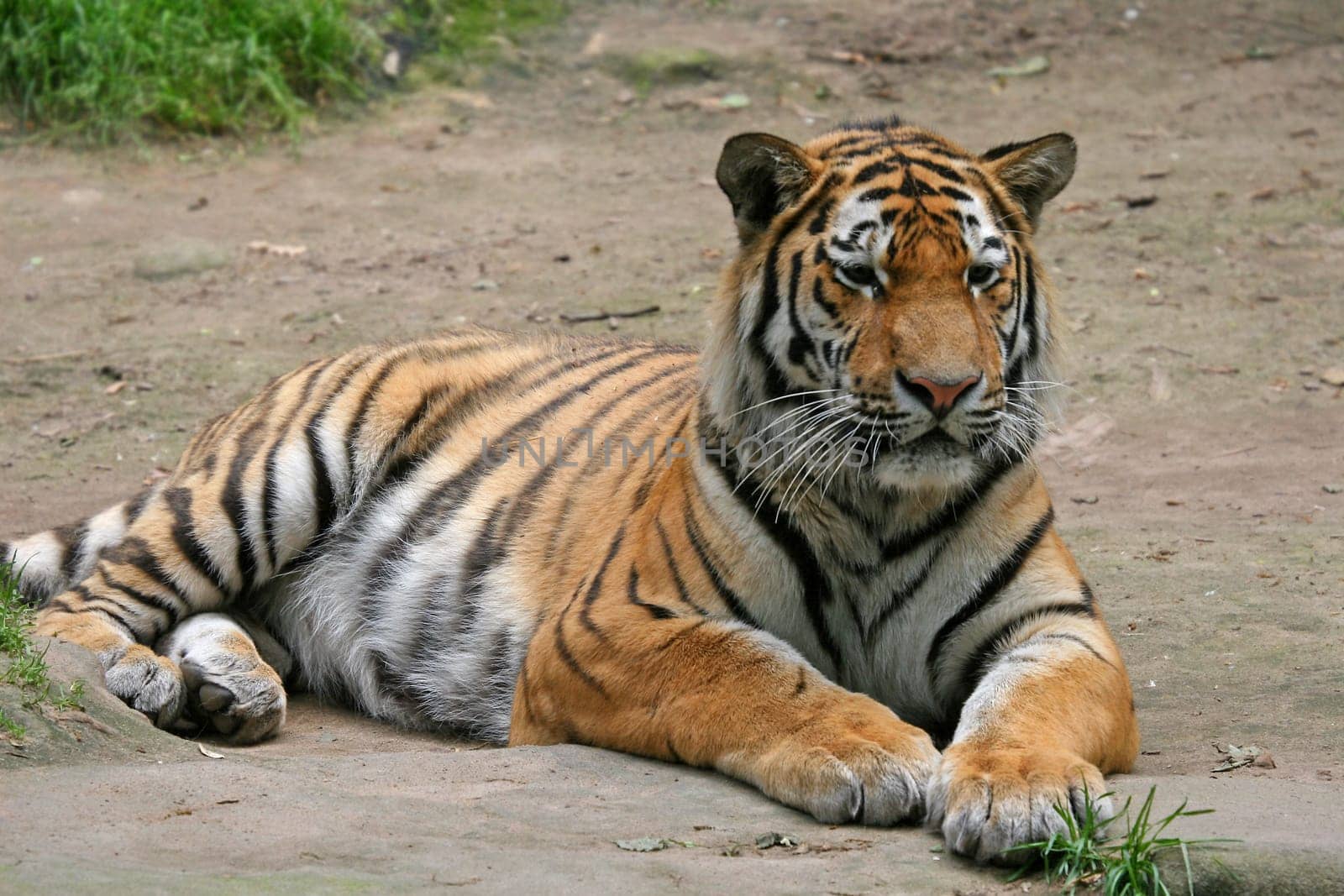 majestic
