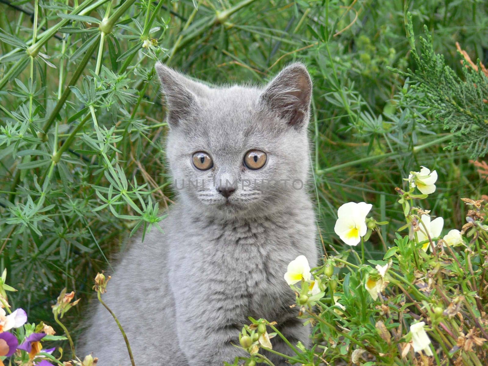 Little Leo in the grass