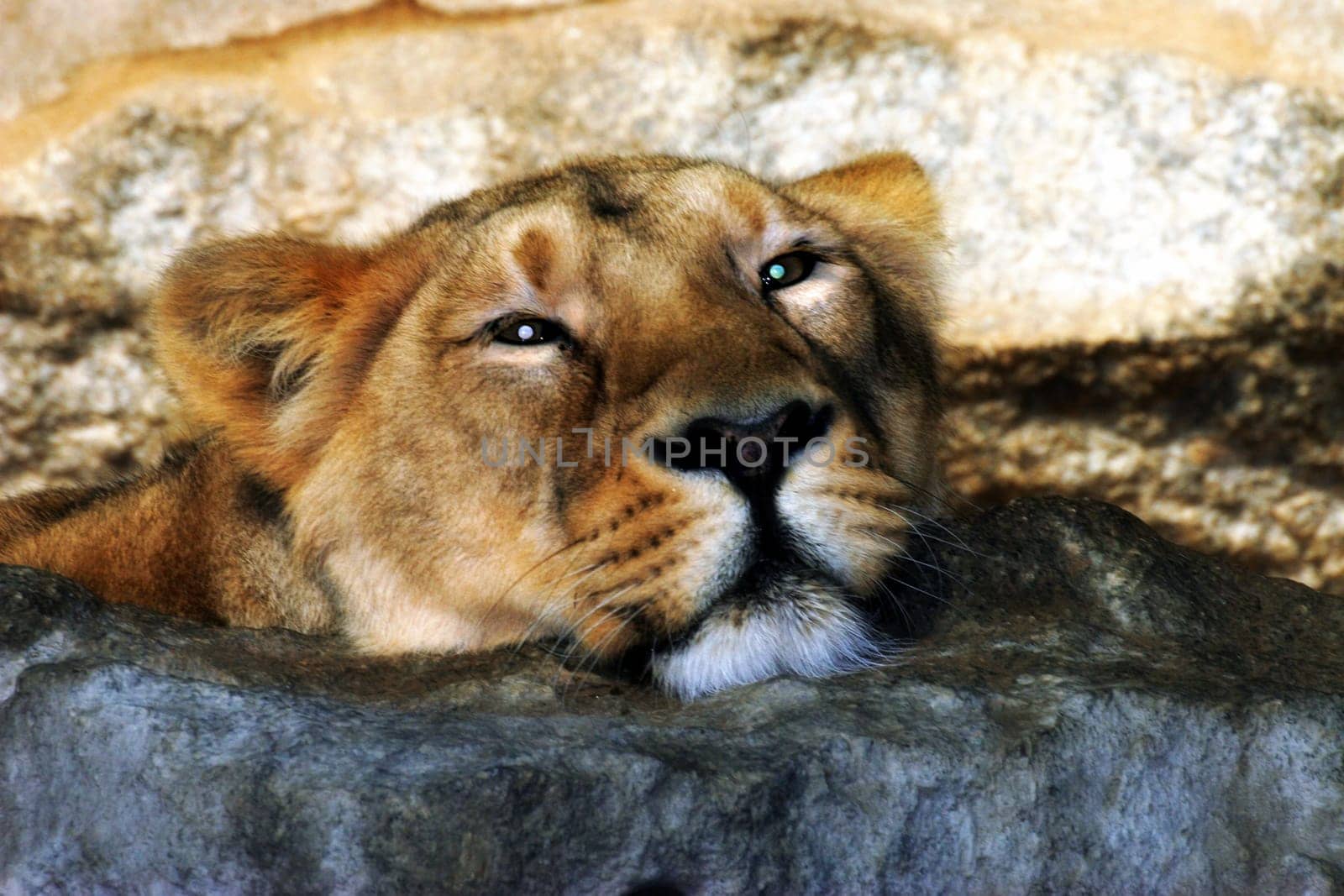 Lion Portrait