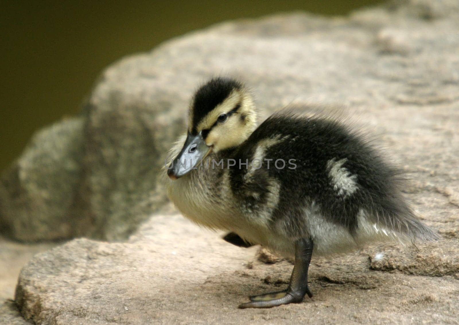 Baby duck