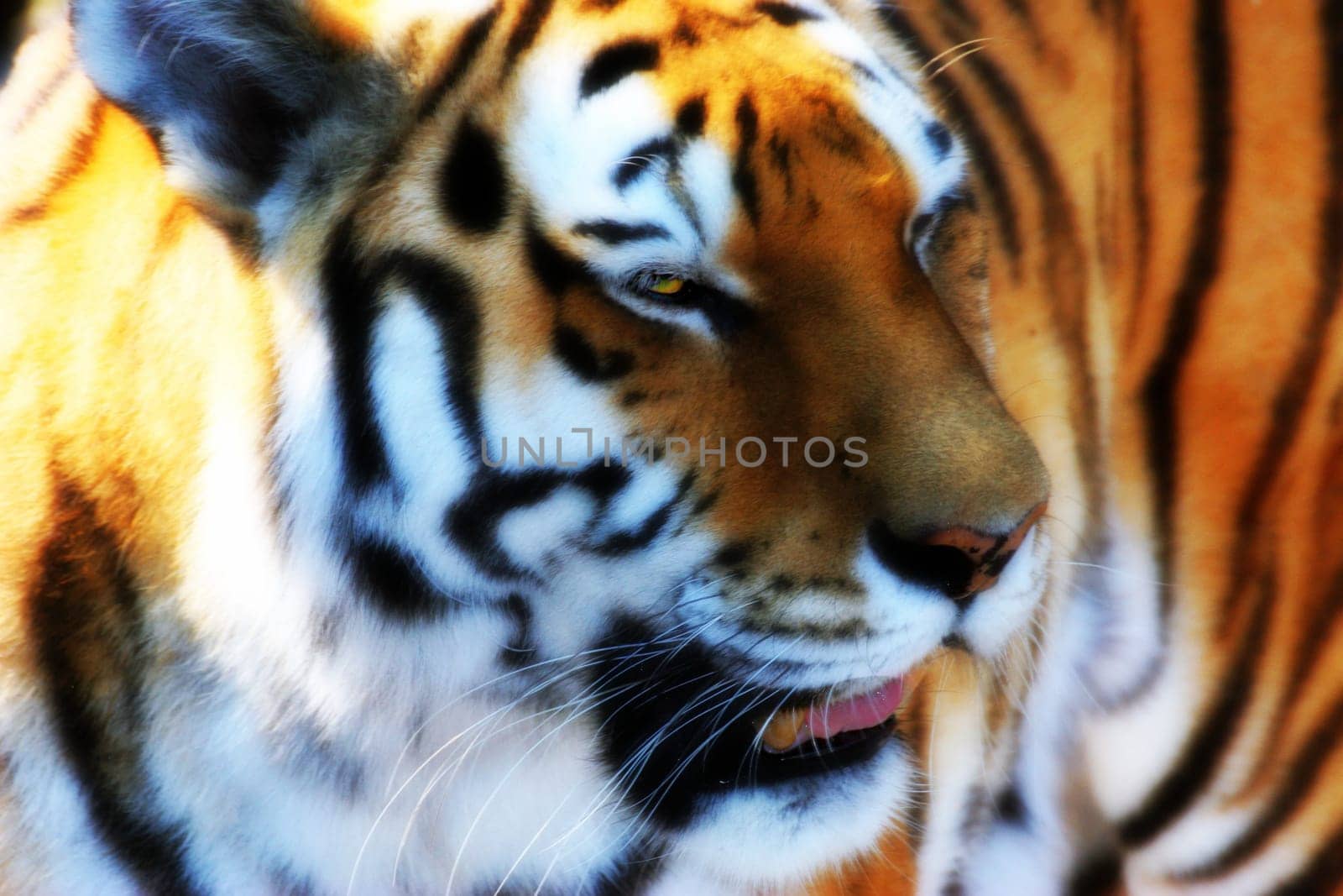 Sumatran tiger