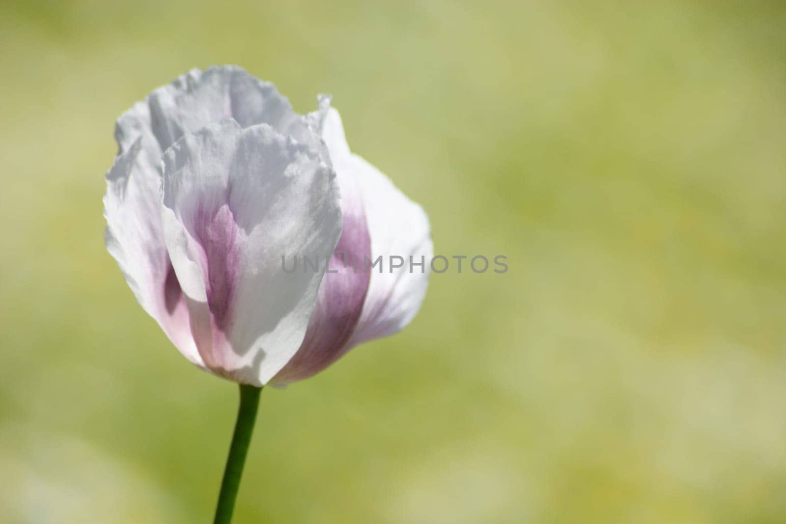 Poppy 2